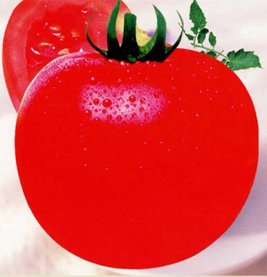 柿王二号——番茄种子